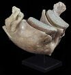 Wide Woolly Mammoth Lower Jaw With M Molars #57823-6
